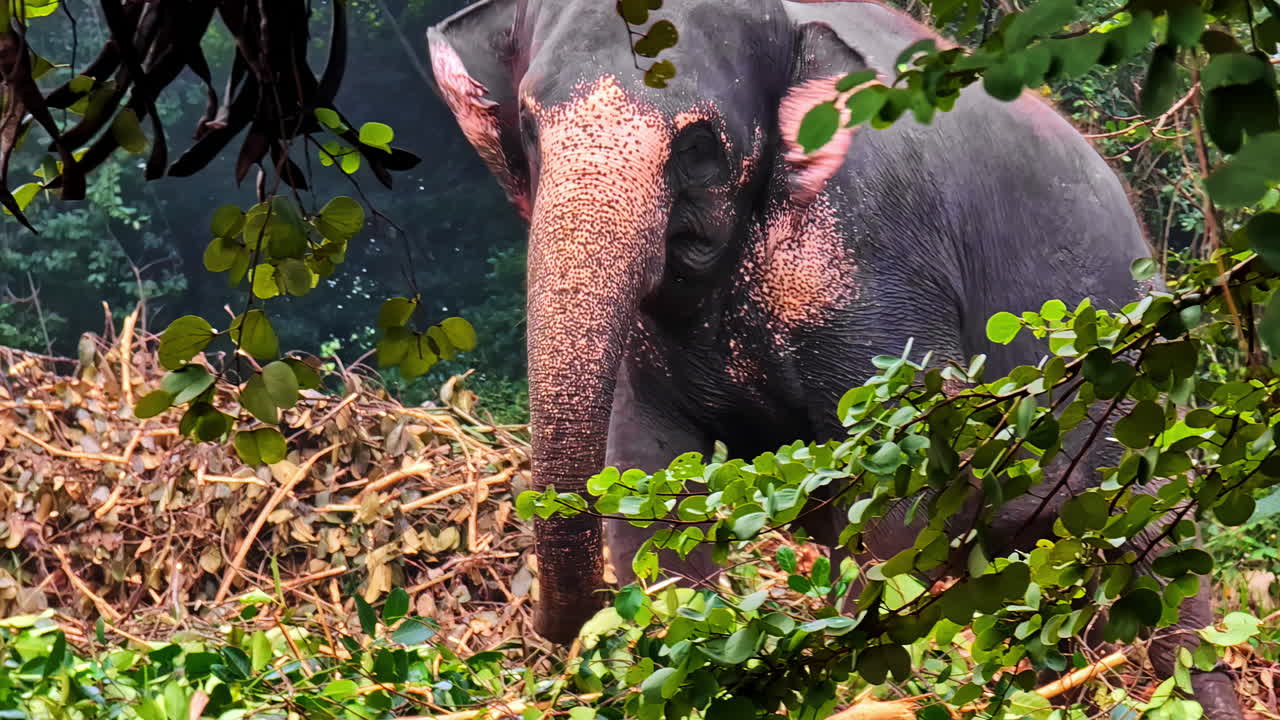 Asian elephant peeks through jungle vegetation at Pinnawala Elephant Orphanage