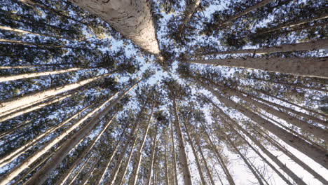 looking up in a forest of pines. shot on the sony a7sii at 4k resolution