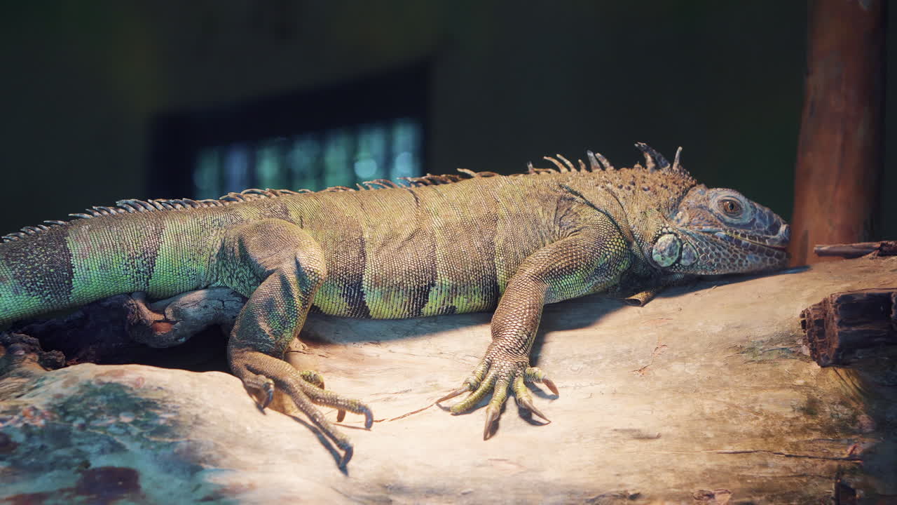 Green Iguana resting on a log
