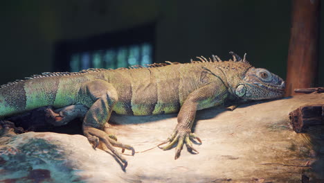 iguana verde descansando en un tronco