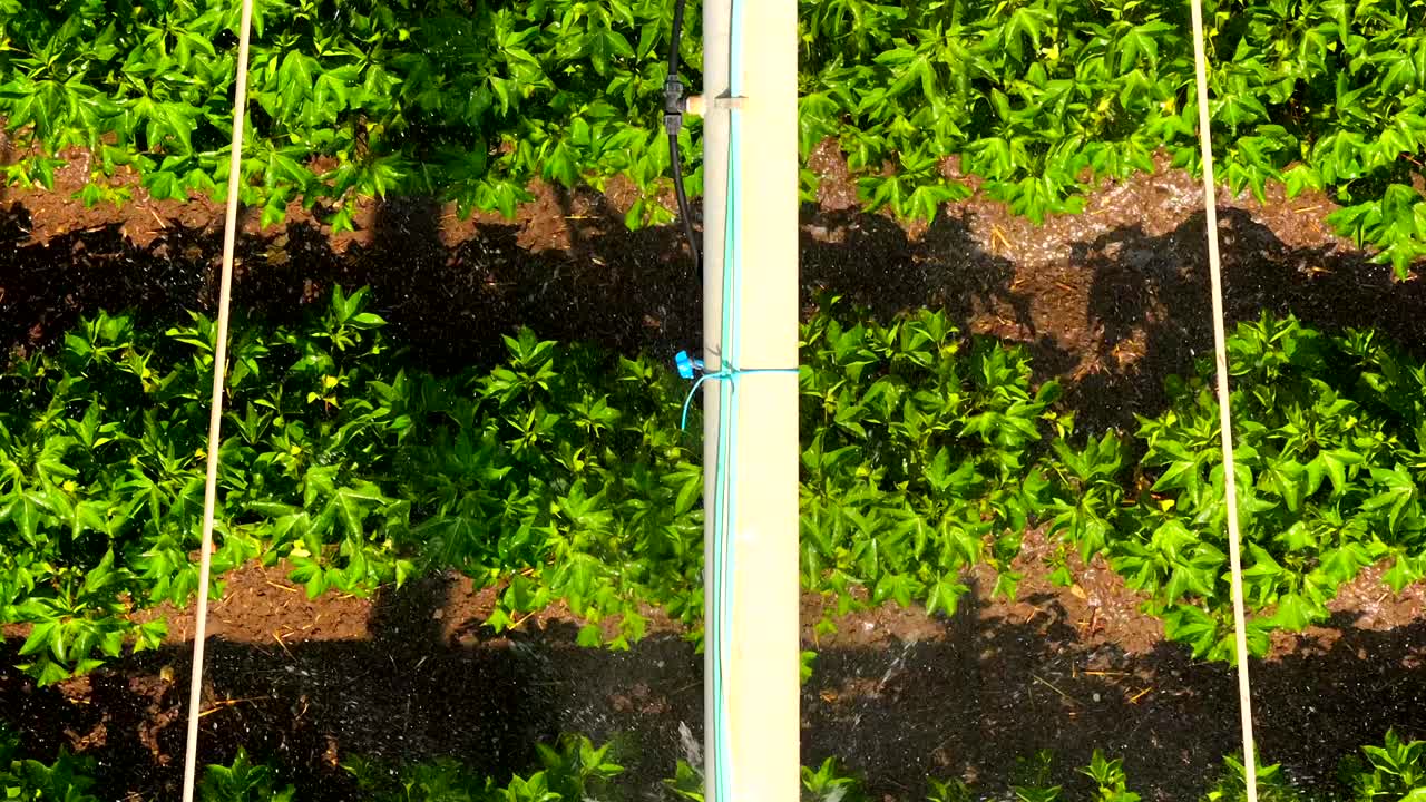 sistema de riego en el trabajo que pasa lentamente por encima de los cultivos frescos