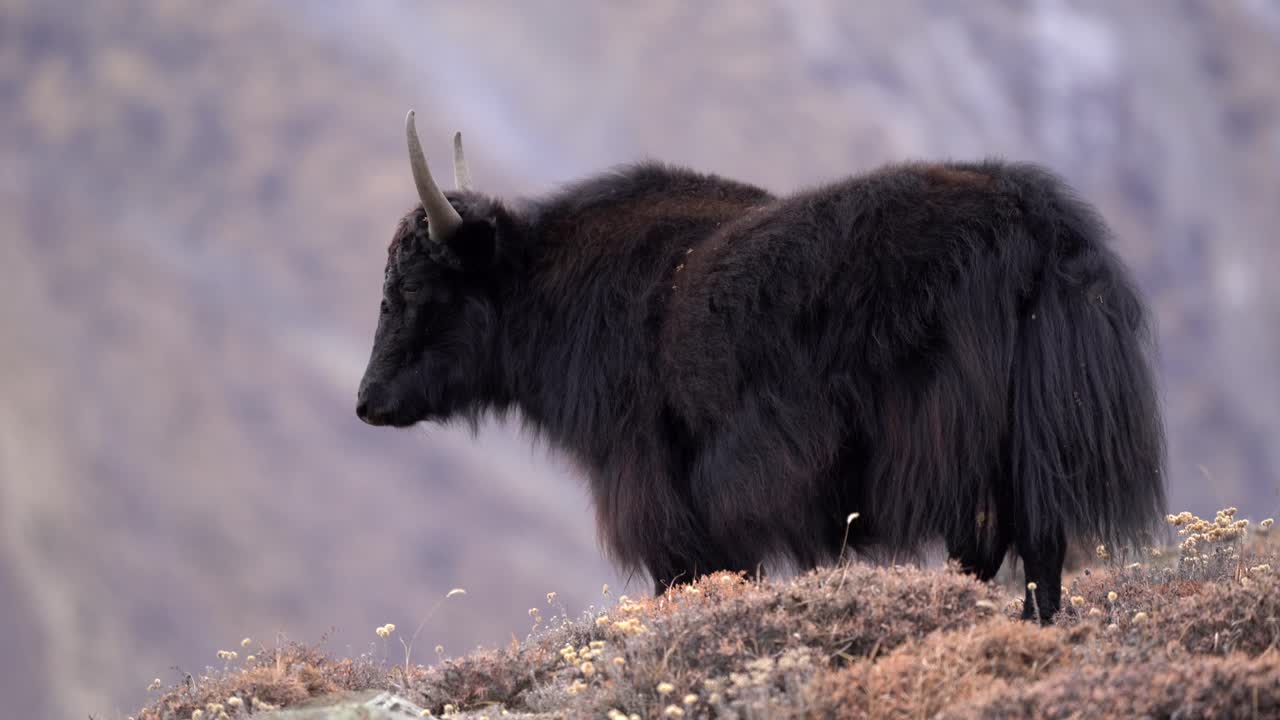 네팔의 무스탕 지역을 배경으로 히말라야 산맥이 있는 언덕에 서 있는 야크