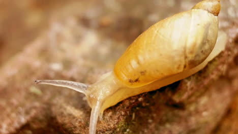 Eine-Gartenschnecke-Bewegt-Sich-Mit-Ausgestreckten-Augenstielen-Einen-Geneigten-Felsen-Hinunter