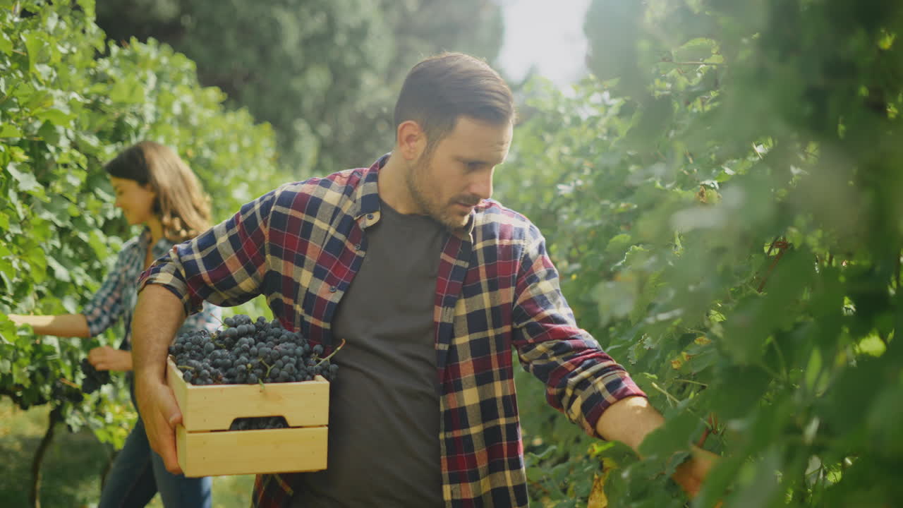 cosecha de uvas en el viñedo