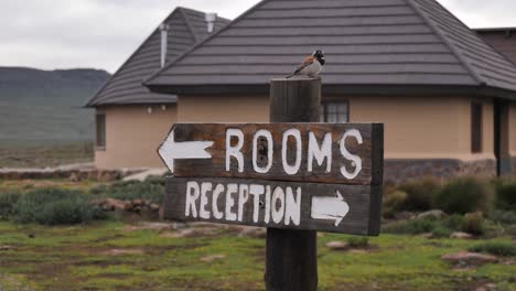 pájaro en un cartel de madera que indica el camino a las habitaciones y la recepción del albergue