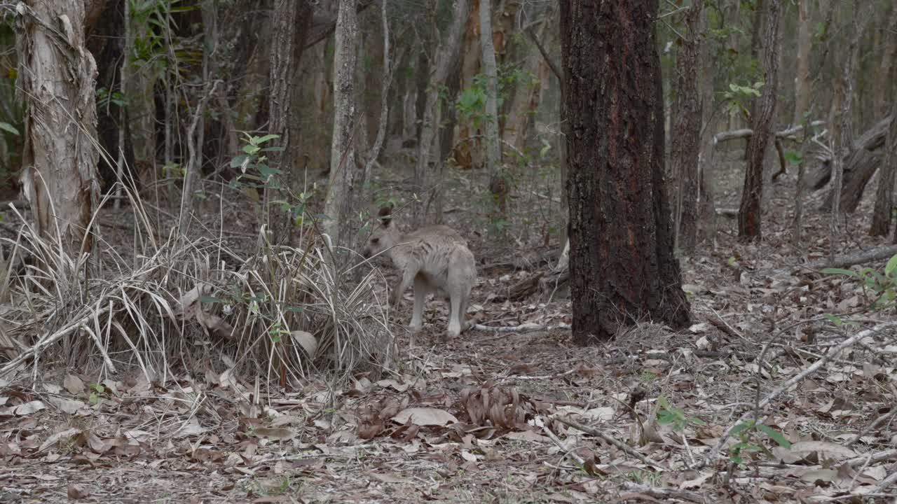 Cucciolo di canguro marsupiale selvatico nella foresta, habitat naturale, Australia all'aperto.