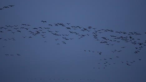 Enjambre-De-Grúas-Volando-Sobre-La-Cámara-Después-Del-Atardecer