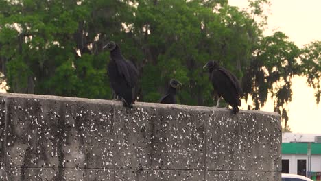 black vultures resting before flight