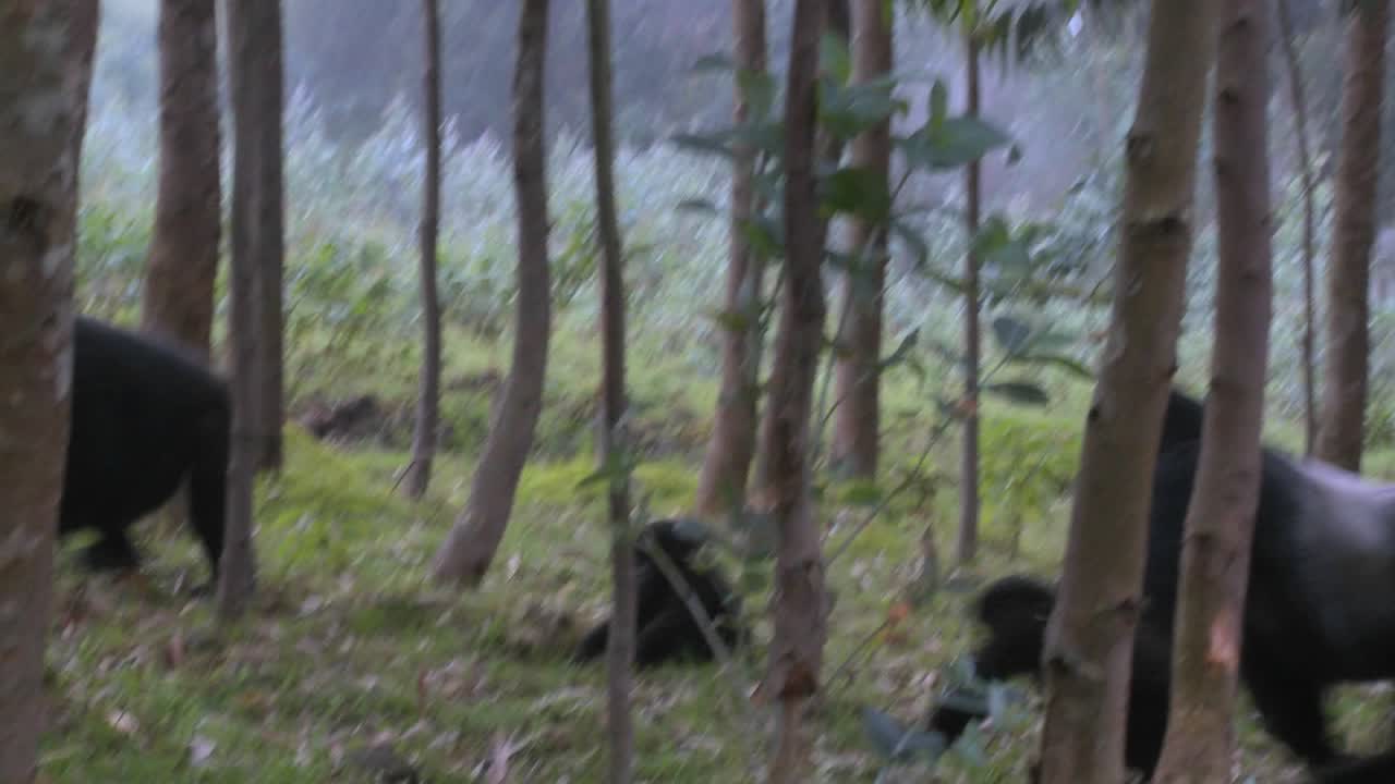 un gorila de espalda plateada macho camina con bebés a través de las selvas de ruanda