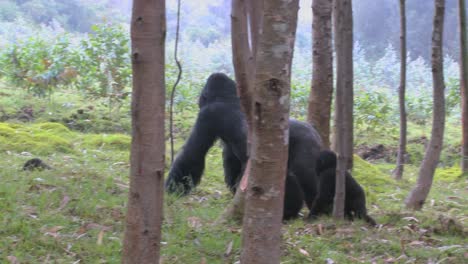 un gorila de espalda plateada macho camina con bebés a través de las selvas de ruanda