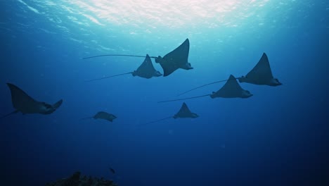 hipnotizante escuela de rayas águila flotando suavemente en la columna de océano azul profundo con un sol brillante en el fondo