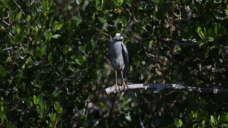 Garza-Nocturna-De-Corona-Amarilla-Adulto-Acicalándose-Plumas-Mientras-Está-Posado-En-Una-Rama,-Florida,-Ee.uu.