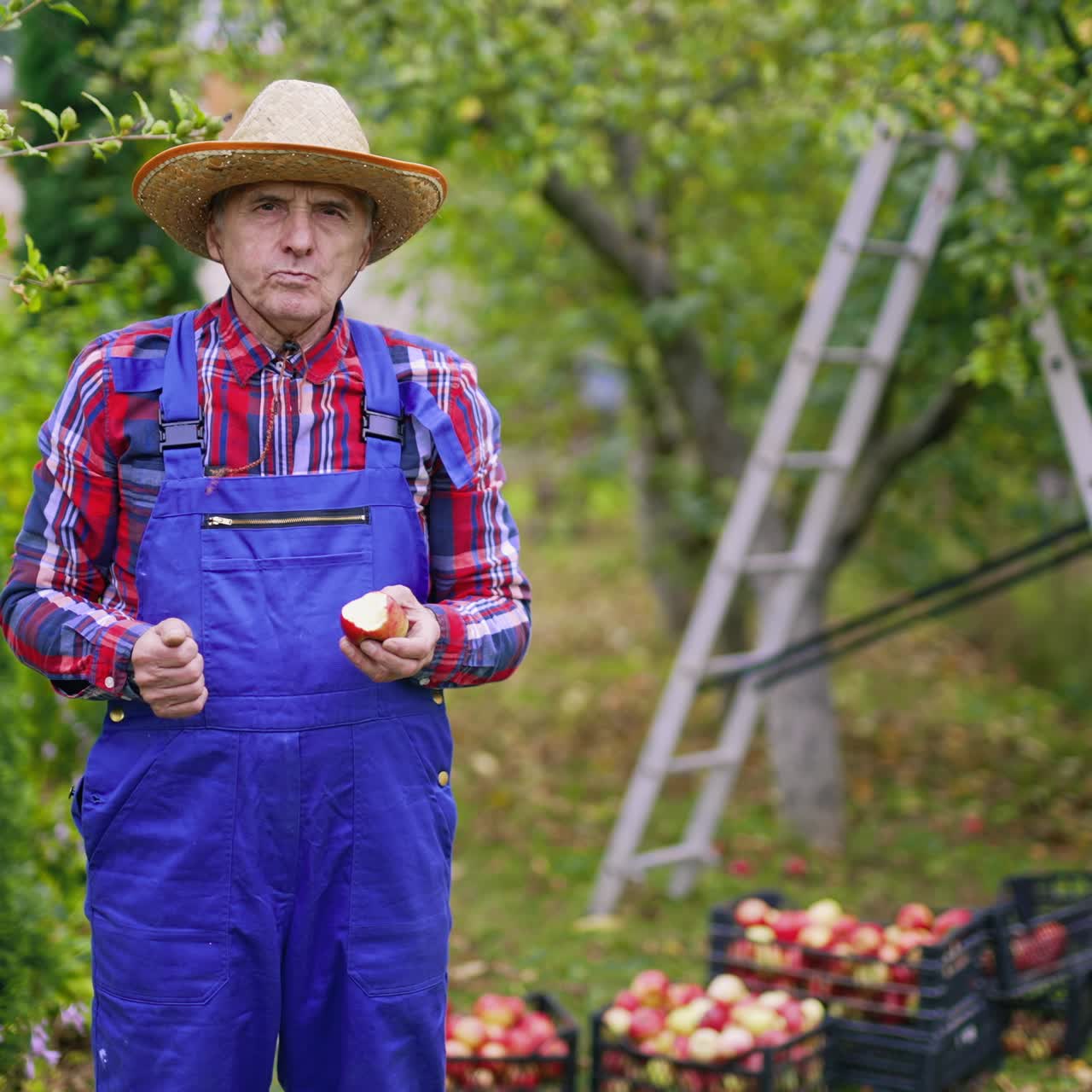 Full-length portrait of a farmer with an apple. Gardener in blue overalls and straw hat standing in his garden and flavouring delicious organic fruit