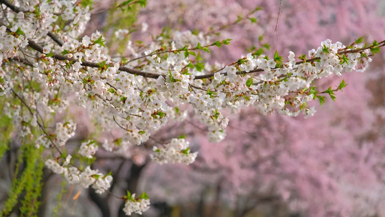 la flor de los cerezos sakura