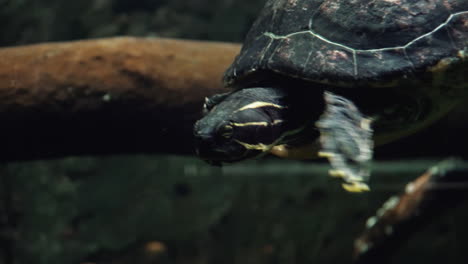 tortoise swimming in aquarium - close up