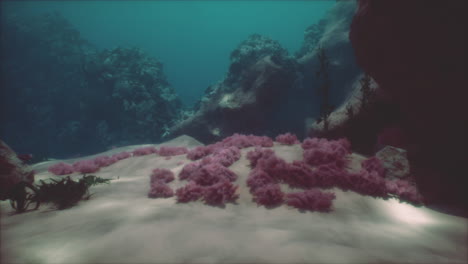 pink algae underwater scene