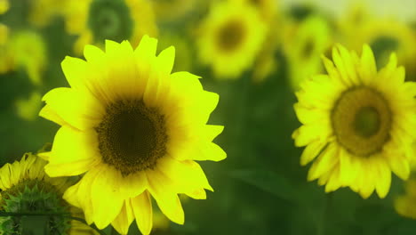 sunflowers bloom in a vibrant field during a sunny afternoon