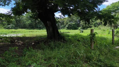 Schussentwicklung,-Ausgehend-Von-Einem-Baum,-Während-Einige-Fischzuchtseen-Entwickelt-Werden