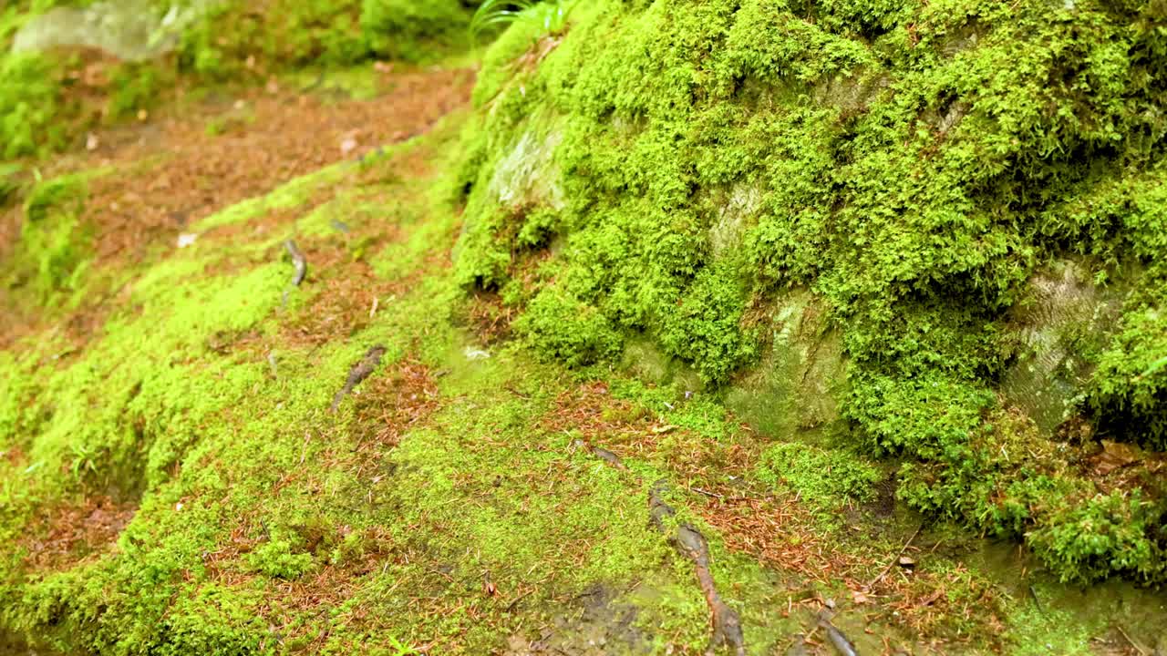musgo verde exuberante en el suelo del bosque