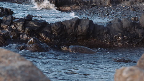 Sea-Turtle-In-The-Water-Near-Rocky-Outcrops-With-Waves-Splashing-In-Wailea,-Maui,-Hawaii