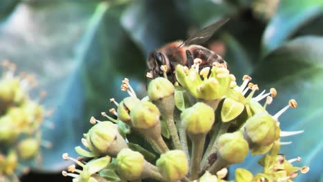 Abeja-En-Una-Flor-Polinizando-La-Reunión