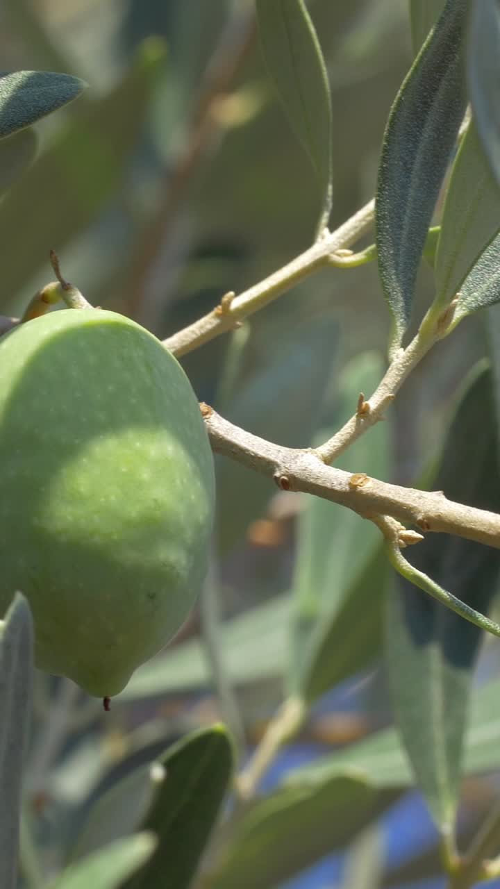 Olive Tree Closeups