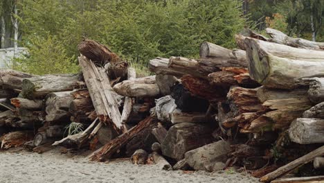 Side-view-of-stack-of-logs-on-beach