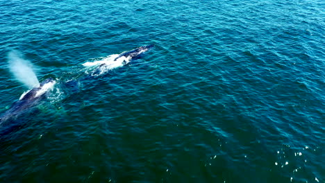 Hermosas-Ballenas-Grises-Nadando-En-La-Superficie-Del-Azul-Profundo--antena