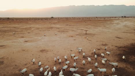 static aerial shot with gimbal pan up showing sahara white oryx's in the foreground and revealing the mountain range in the background, hai bar, israel