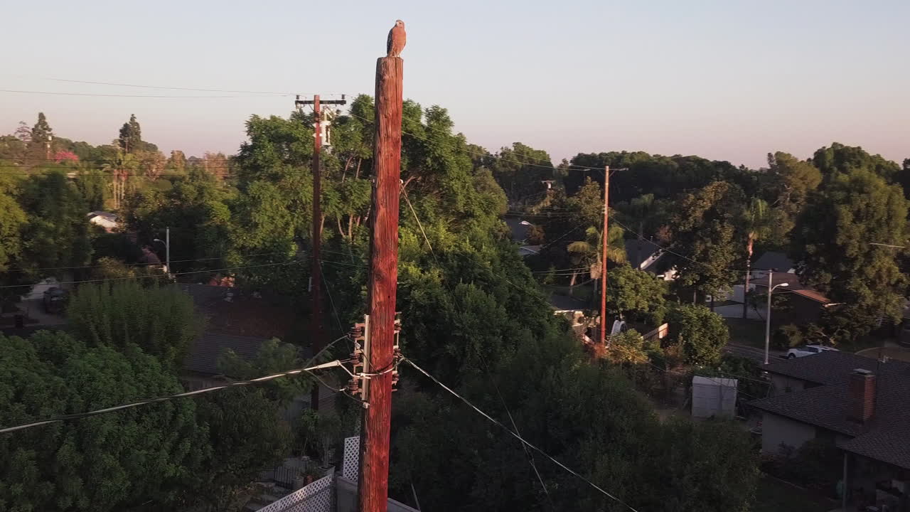bella águila dorada inmadura observando la ciudad desde el polo