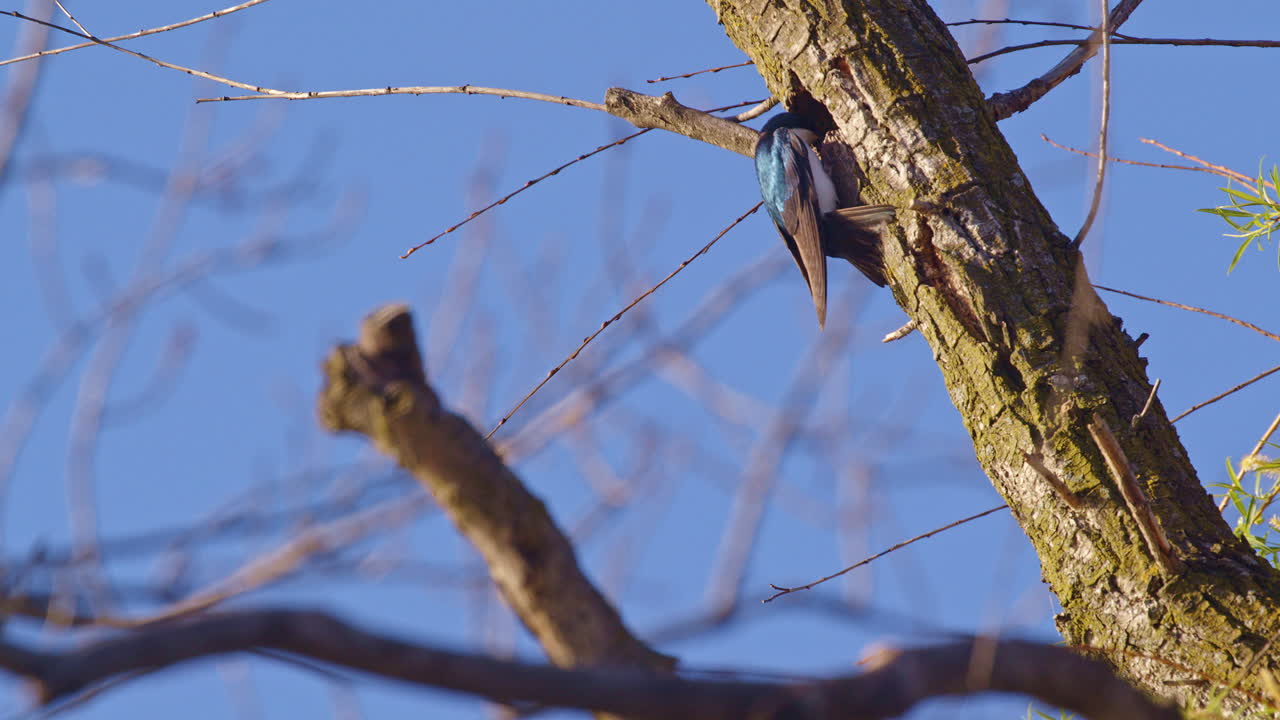 A purple martin carefully tucks nesting material into a tree hollow—slow motion.