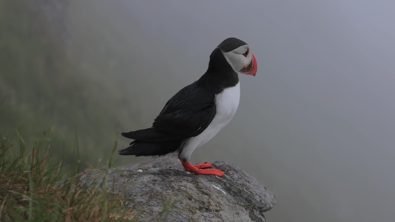 papagayo atlántico (fratercula arctica), en la roca de la isla de runde (noruega).
