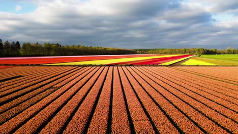 vibrant tulip fields in the netherlands