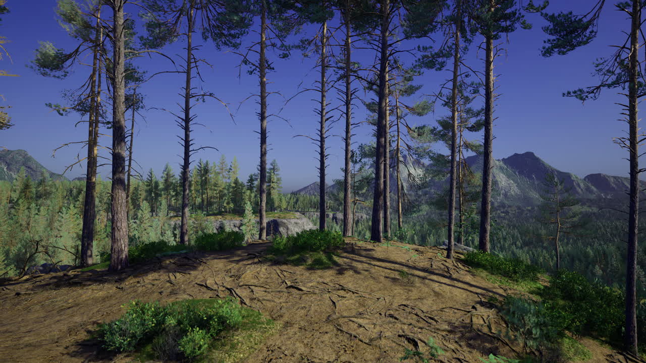 Lush forest landscape under a clear blue sky during a sunny afternoon