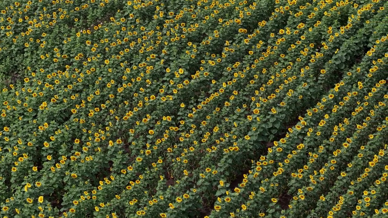 Una prospettiva aerea cattura un vasto campo agricolo pieno di girasoli in fiore disposti in file ordinate, ritmiche e diagonali