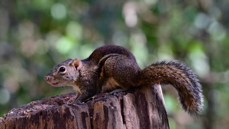 The-Indochinese-Ground-Squirrel-is-commonly-found-in-Thailand-just-about-anywhere-it-can-thrive