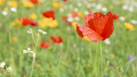 Primer-Plano-De-La-Flor-De-Amapola-Roja-En-Un-Colorido-Prado-De-Flores-Silvestres