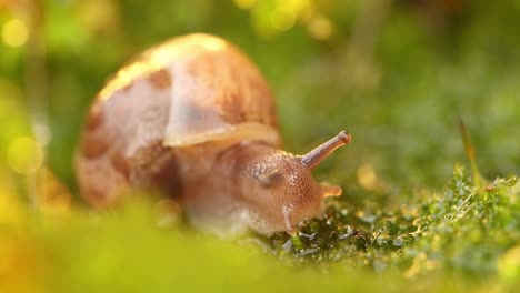 Nahaufnahme-Einer-Schnecke,-Die-Langsam-Im-Sonnenlicht-Des-Sonnenuntergangs-Kriecht.