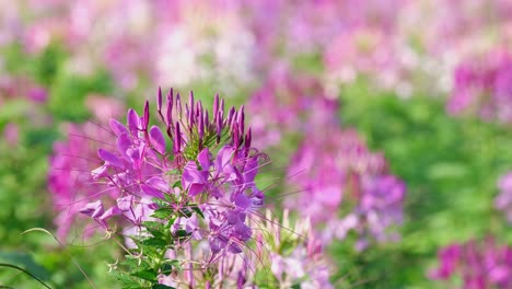 cleome malva reina, cleome hassleriana moviéndose con el viento en el sol de la tarde mientras la luz cambia a brillante en khao yai, tailandia