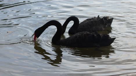 two black swans interacting on calm water surface.