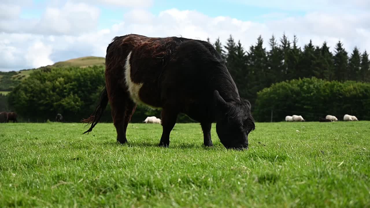 Mucca Highland nera che mangia erba nelle Highlands scozzesi
