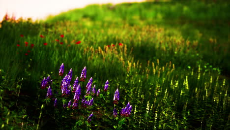 Wunderschönes-Wiesenfeld-Mit-Frischem-Gras