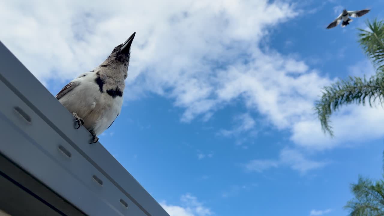 Um pássaro-açougueiro está sentado em um telhado de metal contra um céu azul com nuvens brancas
