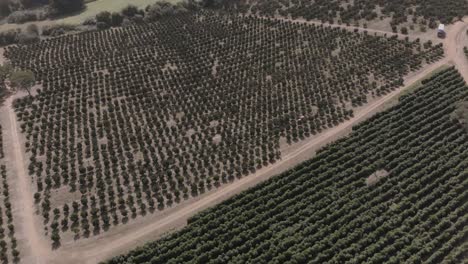 Vuelo-En-Dron-En-Una-Plantación-De-Naranjas-Y-Café.