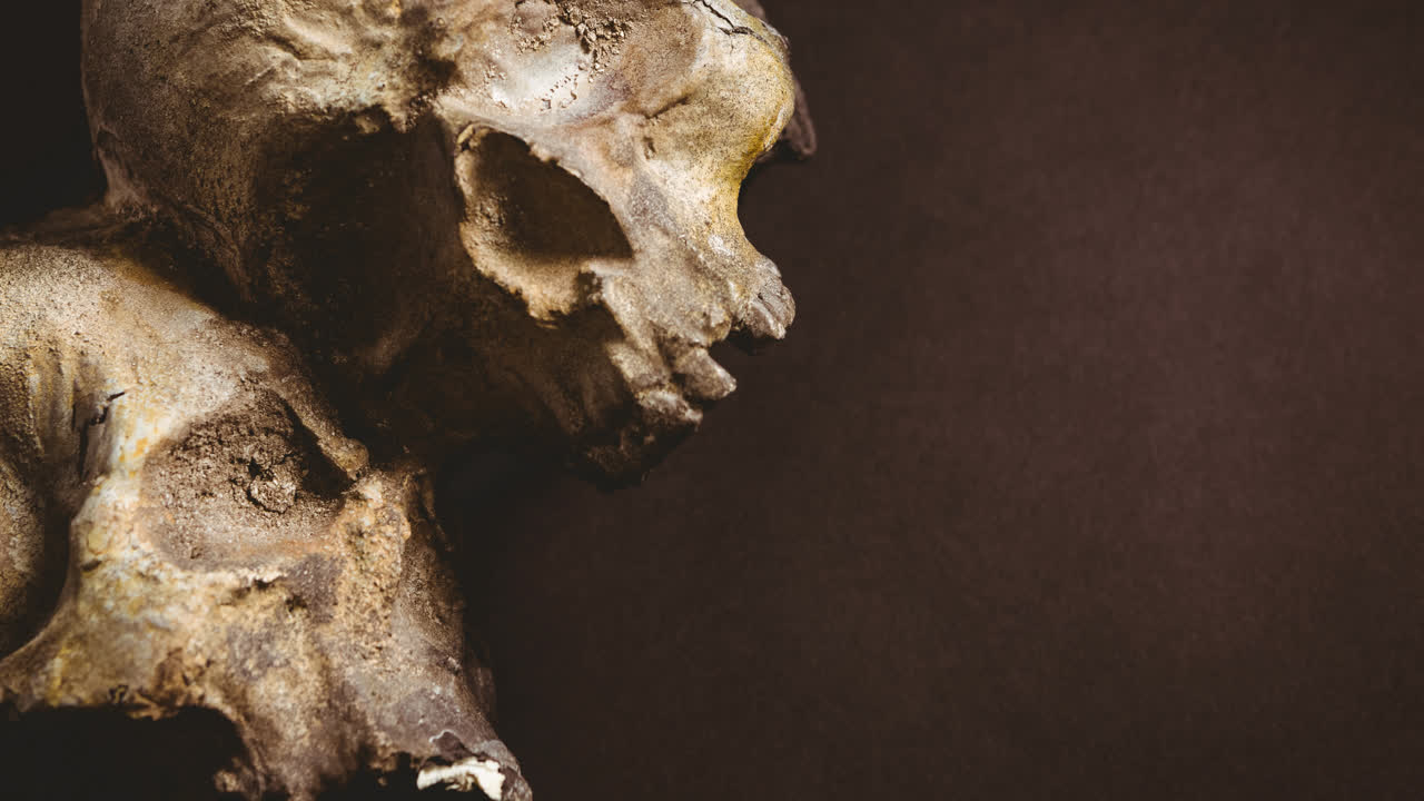 cráneos en el fondo marrón
