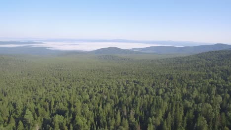 aerial view of a coniferous forest and mountains