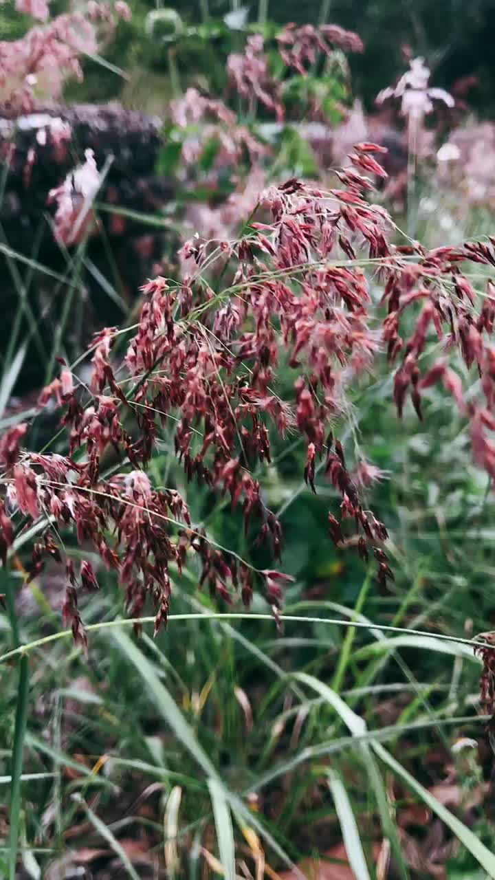 близкий взгляд на дикие цветы и высокую траву