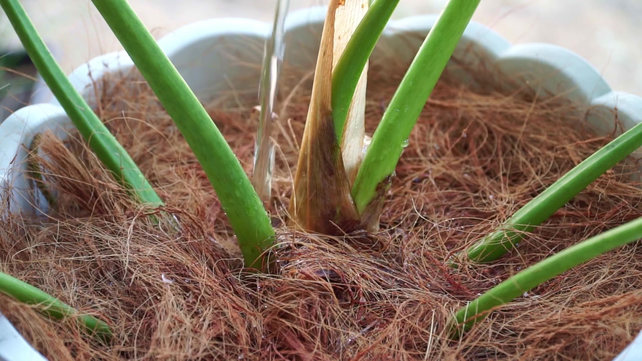 Acqua che si versa su una pianta in vaso con substrato di coltivazione in fibra di cocco, concetto di cura del giardinaggio, scena di annaffiatura di piante