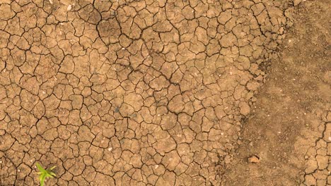 cracked dry soil with minimal plant growth