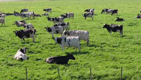 aerial pan left drone view of white and black cows in a green field.